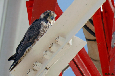 HALCÓN PEREGRINO (Falco peregrinus) - Faro de Punta Carretas - MONTEVIDEO (Febrero 2026)